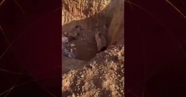 Erzurum’da şaşırtan olay! 2 ayı ve 3 köpek aynı kuyuya düştü