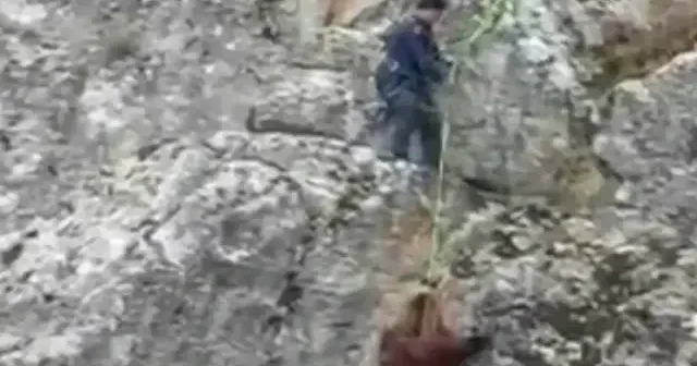 İtfaiyecilerin zorlu görevi: Kayalıklarda mahsur kalan keçilerin kurtarılma anları kamerada VİDEO İZLE