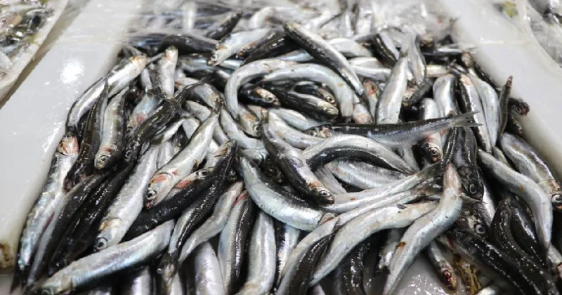 Karadeniz in hamsisi Avrupa sofralarında
