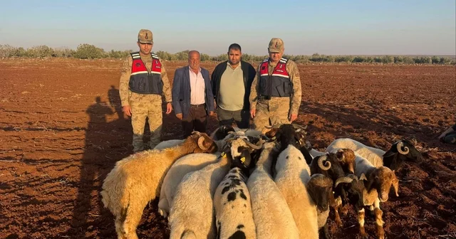 Kilis te kaybolan küçükbaş hayvanları jandarma buldu Kilis Haberleri