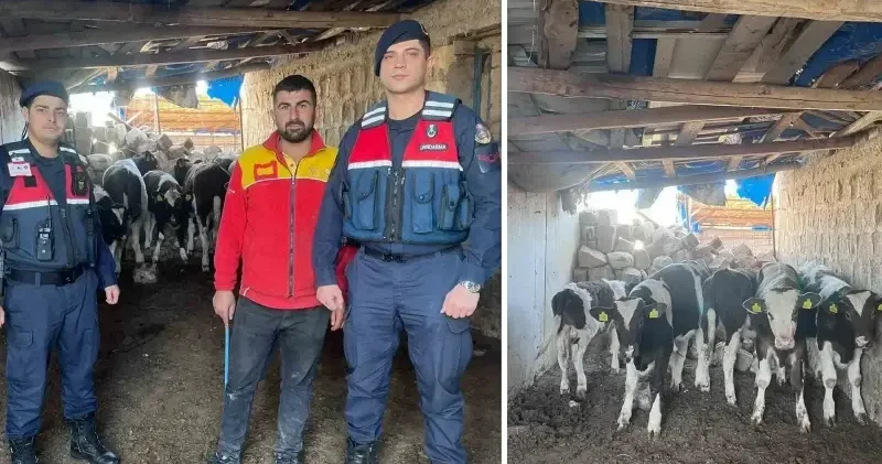 Kaldıkları ahırın duvarını yıkıp kaçtılar: Firar eden inekleri jandarma buldu Nevşehir Haberleri