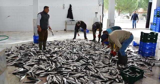 Muğla dan 10 ayda 618 milyon dolar balık ihracatı Muğla Haberleri