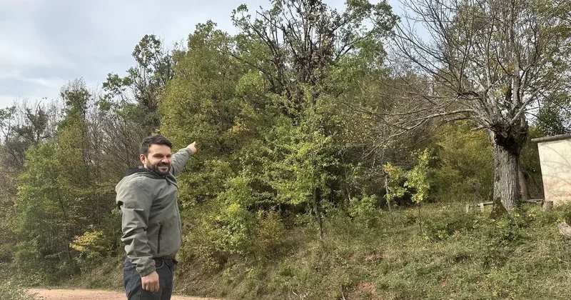 Tırmandıkları ağaçta meşe palamudu yiyen ayılar kamerada