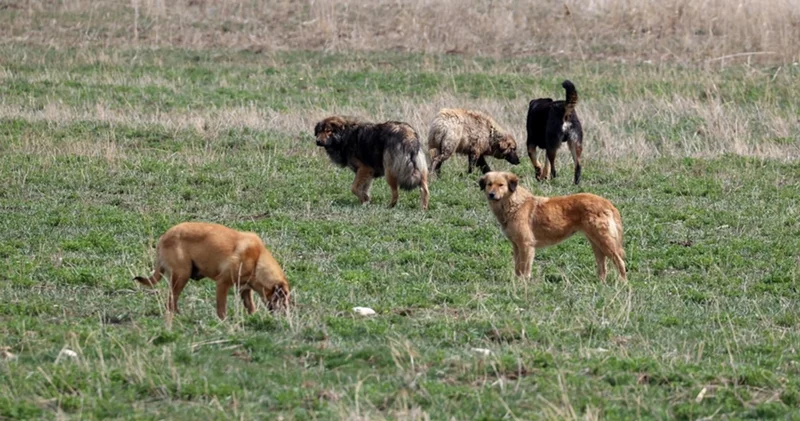 İstanbul da sokak köpeği besleme yasağı mı geldi, sokak köpeklerini beslemek neden yasaklandı?