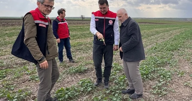 Aksoy: Anıza ekim, yağmurun emilimini artırır ve buharlaşmayı azaltarak rutubeti toprakta tutar Tekirdağ Haberleri