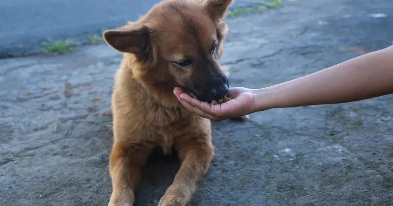 Son dakika İstanbul da buna müsaade edilmeyecek! Sokak köpekleri için yeni dönem