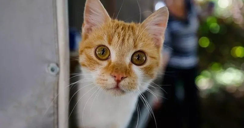 Ülke resmen onlara savaş açtı! Tarih verildi: 2.5 milyon kedi öldürülecek