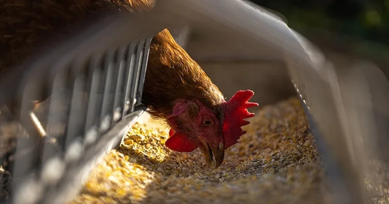 Varlığı tarihe geçti! 18 ay boyunca başı olmadan yaşadı Sözcü Gazetesi