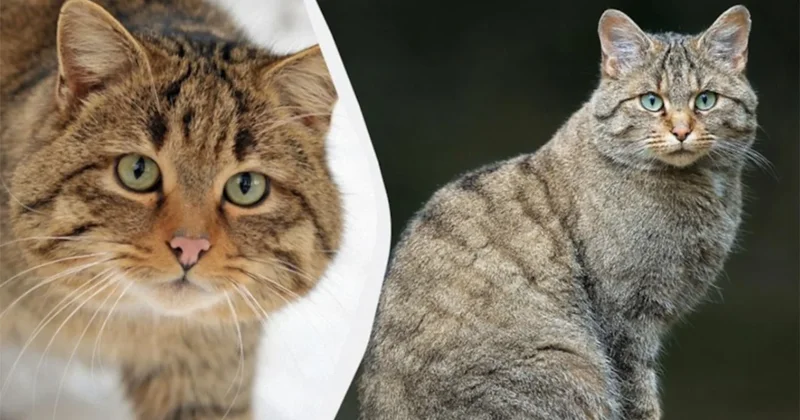 Ülkeden dikkat çeken karar: Yok edilmesi hedeflenen türler arasına alındı Sözcü Gazetesi