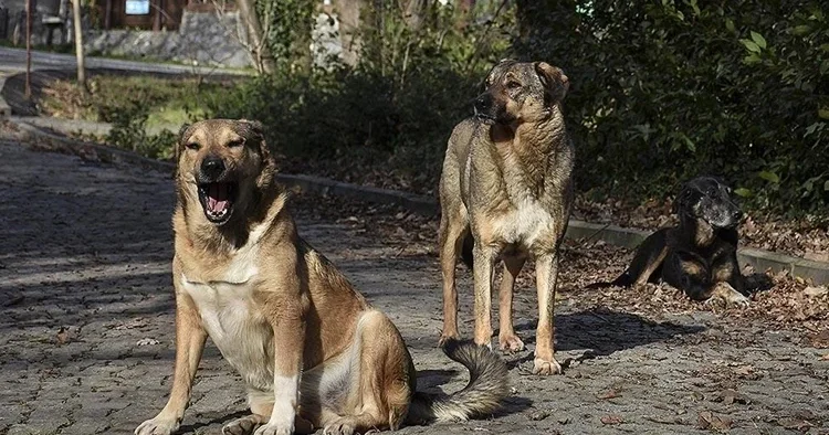 İstanbul Valiliği nden sokak köpekleriyle ilgili yeni genelge