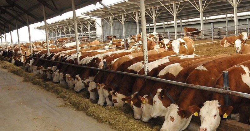 Et ve Süt Kurumu nun kesimlik sığır ithalatında milyonlarca euroluk kamu kaynağı yabancı görünümlü yerli firmaya gitti!