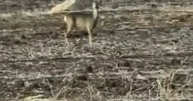 Yolunu şaşıran karaca bozkırın ortasında görüntülendi Sivas Haberleri