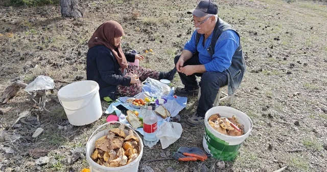 Hisarcık ta yaşlı çiftin mantar mesaisi Her gün önce arazide keyifle kahvaltı yapıyor, ardından dağlarda Melki mantarı topluyorlar Kütahya Haberleri