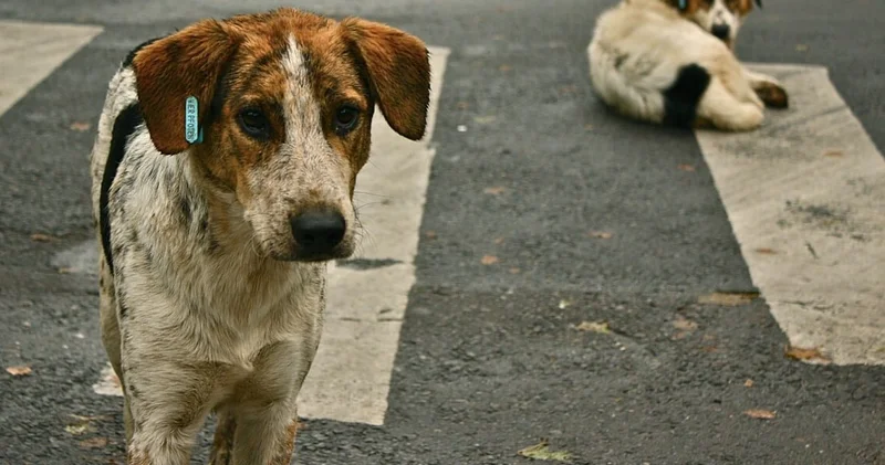 Son Dakika İstanbul Valiliği sokak köpeklerini beslemeye yasak getirdi