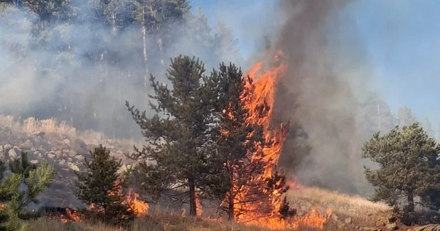 Erzurum da 3 noktada çıkan orman yangınlarının 2 si kontrol altına alındı Erzurum Haberleri