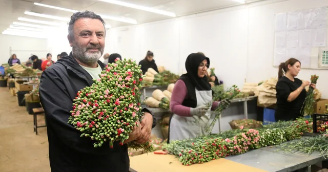 Avrupa ülkelerine 12 milyon dolarlık yılbaşı çiçeği Antalya Haberleri