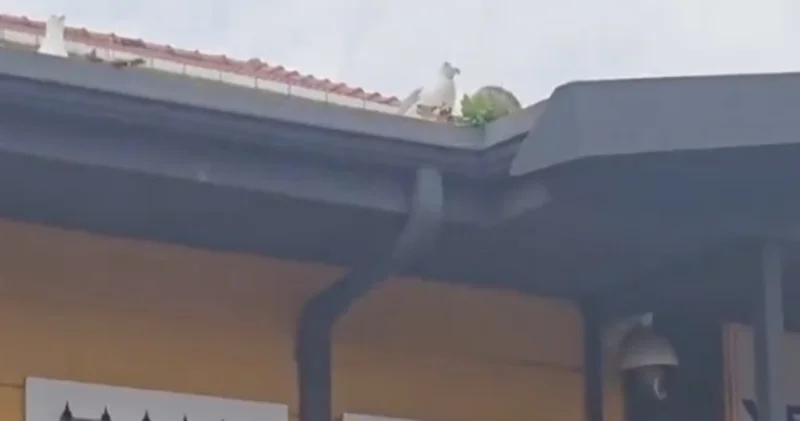 Martıdan kız öğrencilere asist: Çatıdaki topu oyuna döndürdü