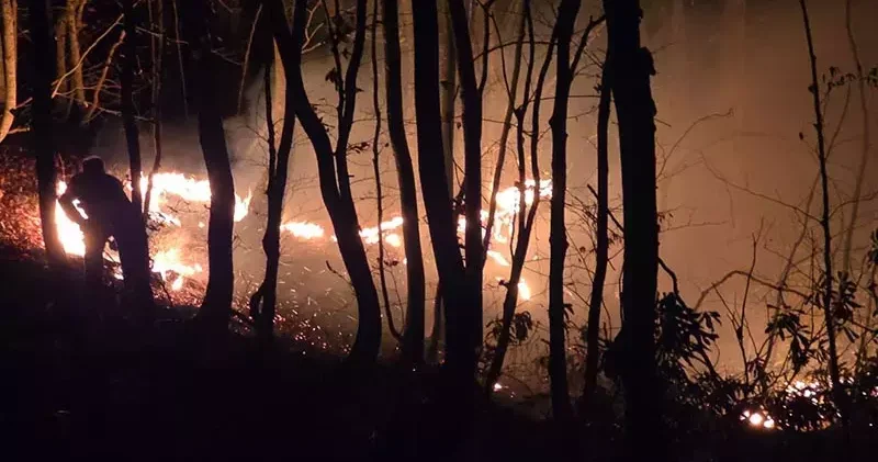 Ordu da ormana da sıçrayan örtü yangını kontrol altına alındı