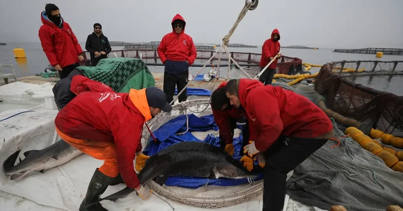 Elazığ daki tesis havyarda üretim üssü olmak için çalışıyor