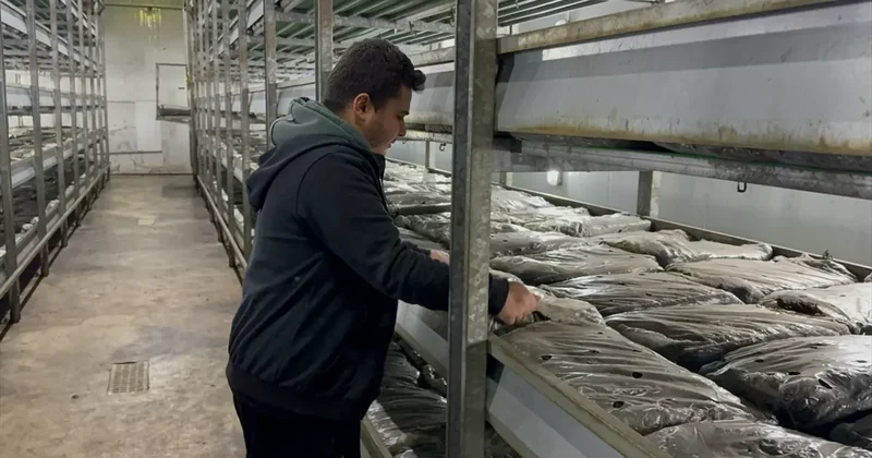 Memurluğu bıraktı köyüne döndü: Devlet desteğiyle hayatı değişti