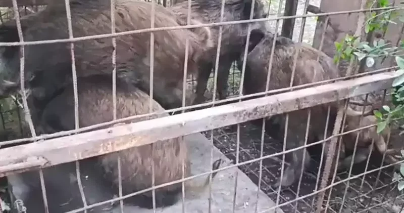 Çatalca da kaçak avcıların kurduğu domuz tuzakları bulundu