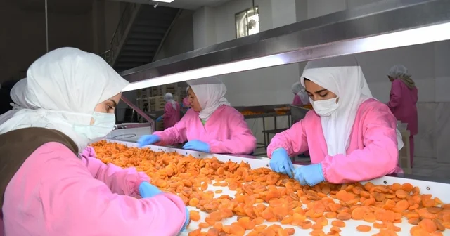 Malatya da kuru kayısıda 11 ayda 275 milyon dolar gelir elde edildi Malatya Haberleri