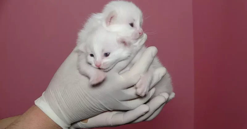 Van Kedi Villası nda bu yıl 120 yavru dünyaya geldi