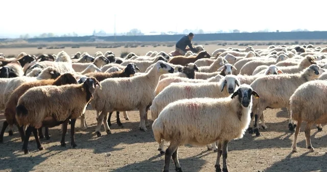 Erzincan da sürüler merada Güneşli havayı fırsata çeviren üreticiler, doğal otlaklarda sürülerini otlatarak yem maliyetlerini düşürdü Erzincan Haberleri