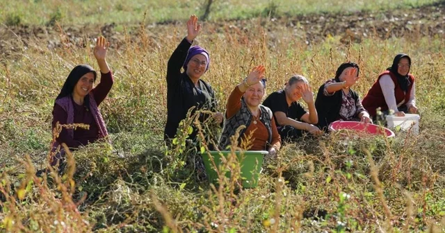 Samsun da bitkisel ve hayvansal üretim destekleniyor Çiftçi üretiyor, belediye alıyor, dar gelirli ise tüketiyor Samsun Haberleri