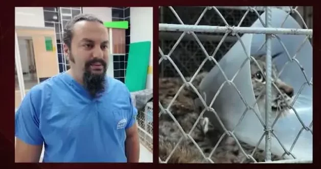 Burdur da köpek saldırısında yaralanan vaşak tedavi edildi