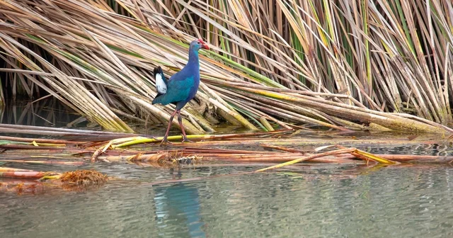 Nesli tehlikedeki saz horozu Göksu Deltası nda görüntülendi Mersin Haberleri