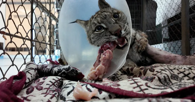 Köpek saldırısında yaralanan vaşak hayata tutundu Burdur Haberleri