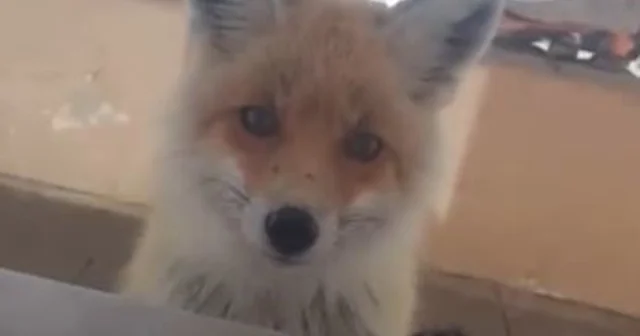 Tilki, bakımevini ziyaret etti Ardahan Haberleri