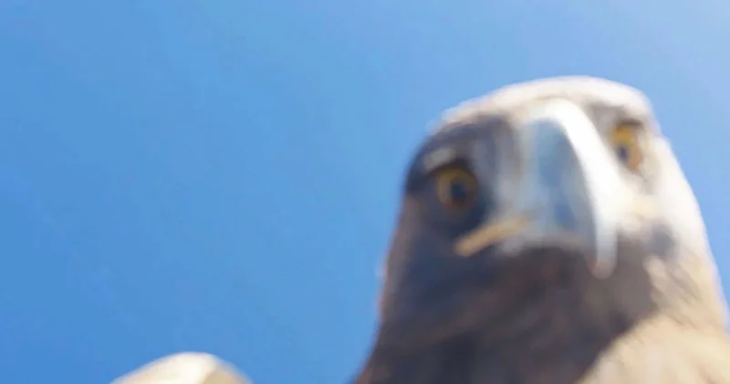 Tunceli de kartal dronu havada kaptı, dağın zirvesine bıraktı