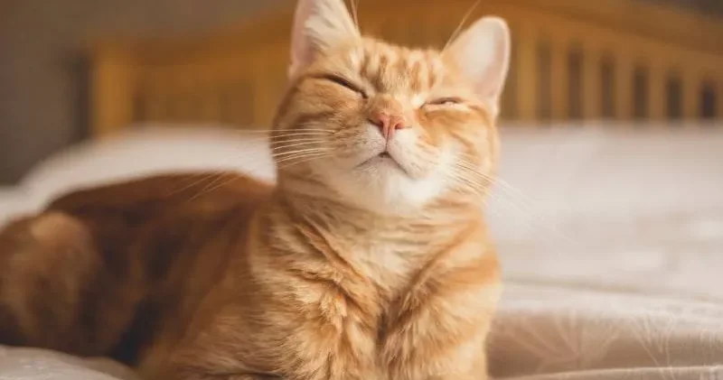 Dişlerinizi göstererek gülüyorsanız yanlış yoldasınız; işte kedinizle etkili iletişim kurmanın en iyi yolu...