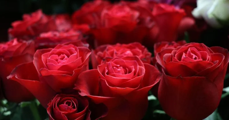 Eşini sınamak için çiçek gönderdi! Yargıtay karar verdi SON DAKİKA HABER Son dakika haberleri