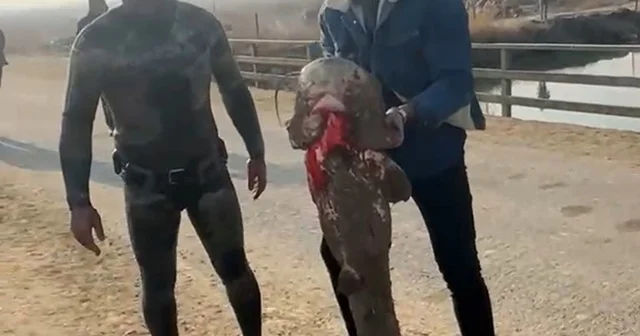 Olta yok, ağ yok: Karasu Çayı nda çıplak elle yayın balığı avı Iğdır Haberleri