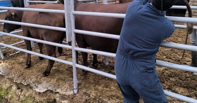 Kütahya ya Brezilya dan gelen ithal gebe düveler sağlık kontrolünden geçirildi Kütahya Haberleri
