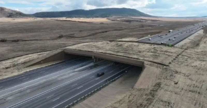 Yok olmasınlar diye 15 milyon dolarlık köprü yapıldı: Öğrenen bir diğerine aktarıyor Sözcü Gazetesi