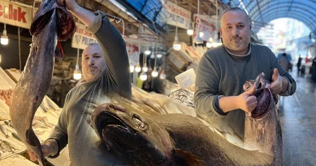 Atlas Okyanusu ndan Akdeniz e geldi: 1.5 metre boyunda, 25 kilogram ağırlığında! Özel bir balık olduğu için satışa çıkarmıyoruz