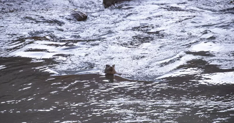 Tunceli de nesli tehlike altındaki su samuru görüntülendi