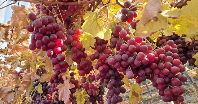 Yeni yılın üzümleri depodan değil bağdan Manisa Haberleri