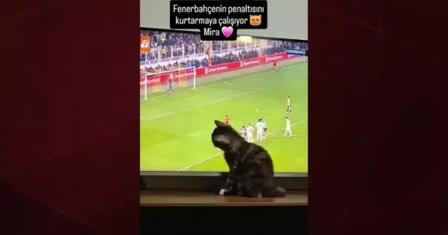 Golü yemek istemeyen kedi ekranı tırmaladı! Derbinin en renkli anı...