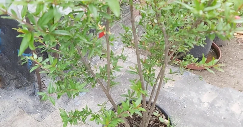 Ne bahçe ne tarla gerekiyor: Evde bile yetişiyor, bolluğu simgeliyor Sözcü Gazetesi