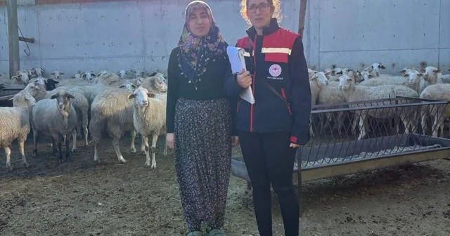 Hibe desteğiyle hayvancılık yapan besicilere yönelik denetim Afyonkarahisar Haberleri