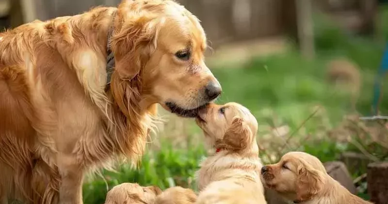 İnsanlar için kullanılan ağrı kesiciler, hayvanlar için ölümcül olabilir