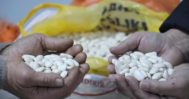 Tescilli Gürgentepe çoban fasulyesinde alım garantili üretim modeli uygulandı Ordu Haberleri