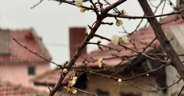 Eskişehir de kayısı ağacı Aralık ayında çiçek açtı Eskişehir Haberleri