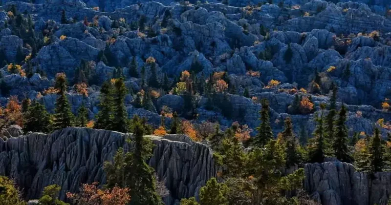 Bir adım attın mı bitiyor: Giden geri gelmez! İlk defa bu kadar net görüntülendi..