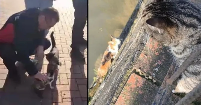 Anne kedi kurtarılan yavrusuna şamarı indirdi! Bir an olsun da başından ayrılmadı